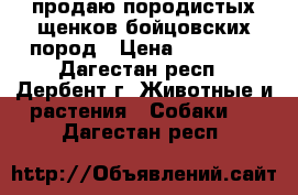 продаю породистых щенков бойцовских пород › Цена ­ 20 000 - Дагестан респ., Дербент г. Животные и растения » Собаки   . Дагестан респ.